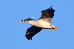 Pelecanus erythrorhynchos