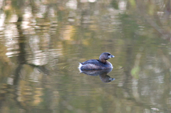 Podilymbus podiceps