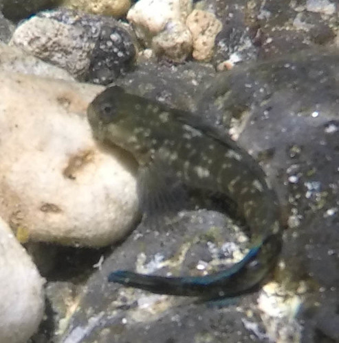 Istiblennius zebra