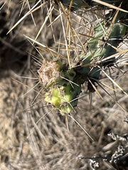 Cylindropuntia molesta molesta