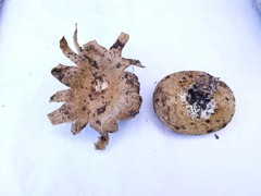 Myriostoma coliforme