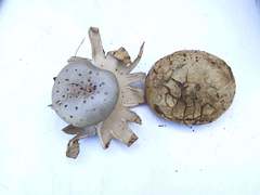 Myriostoma coliforme