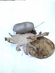 Myriostoma coliforme