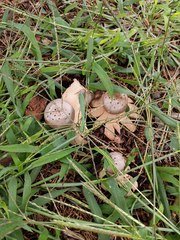 Myriostoma coliforme