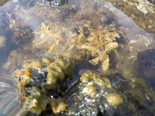 Sargassum aquifolium observed 2015-05-13
