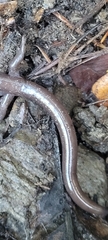 Plethodon stormi