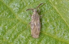 Teleonemia scrupulosa