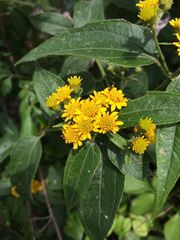 Otopappus tequilanus