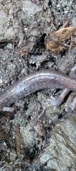 Plethodon stormi