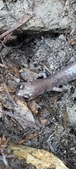 Plethodon stormi
