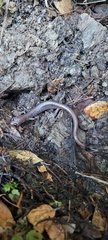 Plethodon stormi