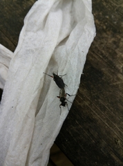 Bibio femoratus