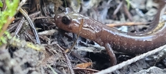 Plethodon stormi