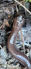 Plethodon stormi