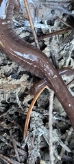 Plethodon stormi