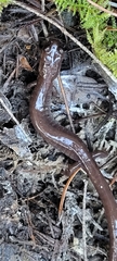 Plethodon stormi