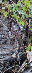Plethodon stormi