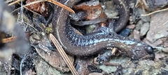 Plethodon stormi