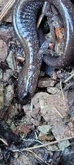 Plethodon stormi