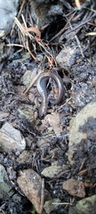 Plethodon stormi