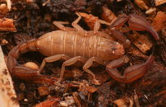 Pseudouroctonus santarita