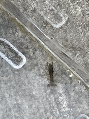 Procambarus gracilis