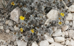 Thymophylla micropoides
