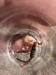 Pseudouroctonus santarita