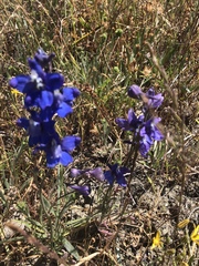 Delphinium hesperium