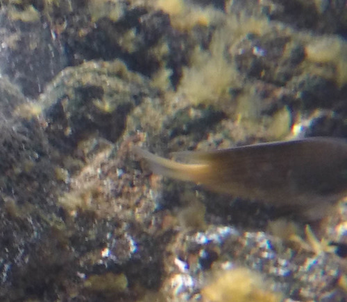 Pycnochromis hanui