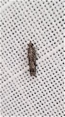 Holocola thalassinana