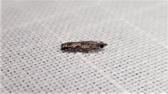 Holocola thalassinana