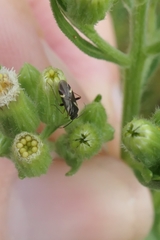 Ausejanus albisignatus