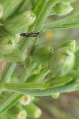 Ausejanus albisignatus