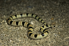 Sonora annulata