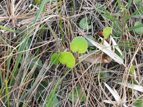 Centella erecta image