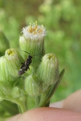 Ausejanus albisignatus