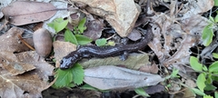 Plethodon stormi
