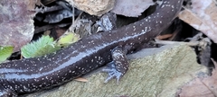 Plethodon stormi