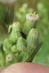 Ausejanus albisignatus