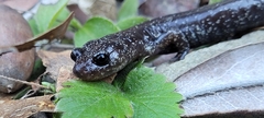 Plethodon stormi