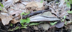 Plethodon stormi