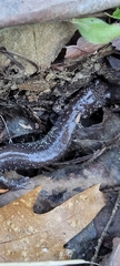 Plethodon stormi