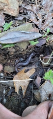Plethodon stormi