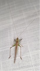 Conocephalus upoluensis