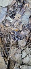 Plethodon stormi