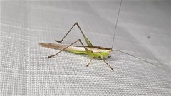 Conocephalus upoluensis