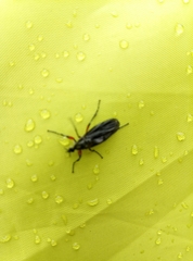 Bibio femoratus