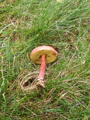 Boletus harrisonii