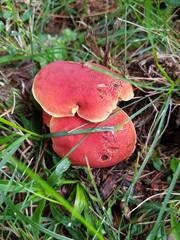 Boletus harrisonii